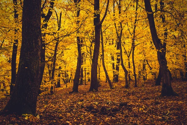 Einem Bunten Herbstwald Mit Gelben Blättern — Stockfoto