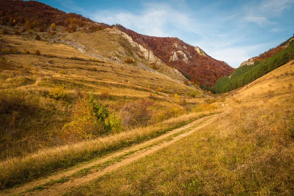 Paesaggio Maestoso Con Alberi Autunnali Nella Foresta Caduta Colorata Transilvania — Foto Stock