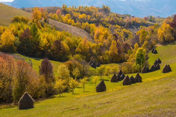 Höstlandskap Med Färgglada Träd Falla Carpathains Rumänien — Stockfoto