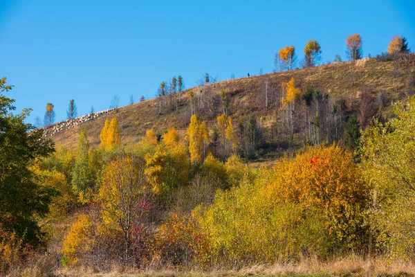 Paisaje Majestuoso Con Árboles Otoñales Bosque Colorida Caída Transilvania Rumania — Foto de Stock