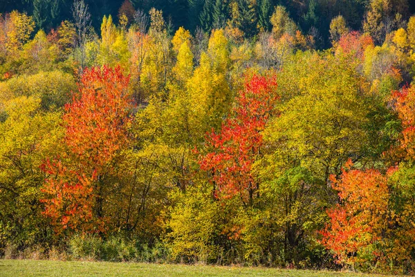 Peisaj Pădure Munte Vibrantă Toamnă Transilvania Romania — Fotografie, imagine de stoc