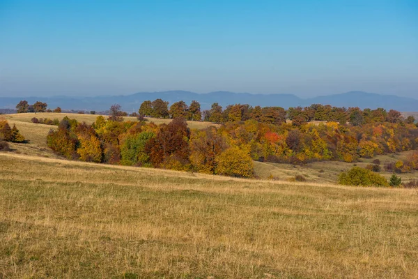 Landschap Van Levendige Herfst Bergbos Transsylvanië Roemenië — Stockfoto