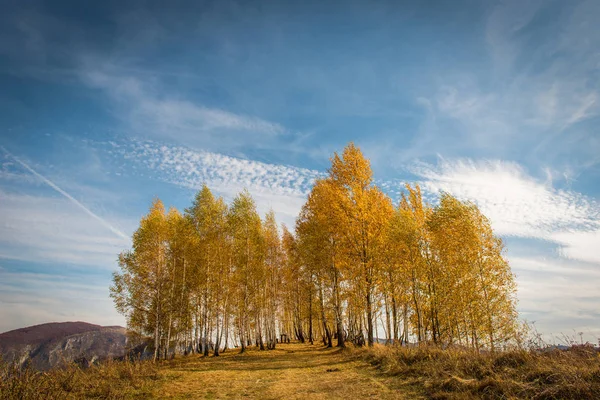 Jasny Słoneczny Jesień Krajobraz Grupy Żółte Brzozy Transylwania Rumunia — Zdjęcie stockowe