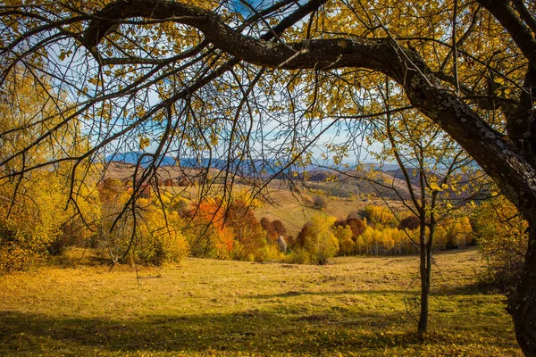 Kolorowa Jesień Krajobraz Góry Apuseni Transylwania Rumunia — Zdjęcie stockowe