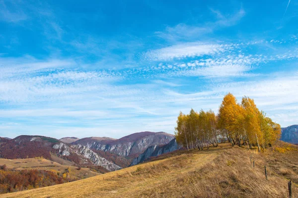 Vidoeiros Com Folhas Amarelas Rodeadas Por Montanhas Transilvânia Roménia — Fotografia de Stock