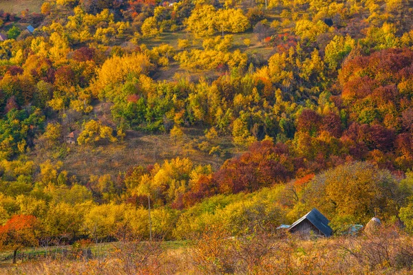 Krajina Zářivé Podzimní Horského Lesa Sedmihradsko Rumunsko — Stock fotografie