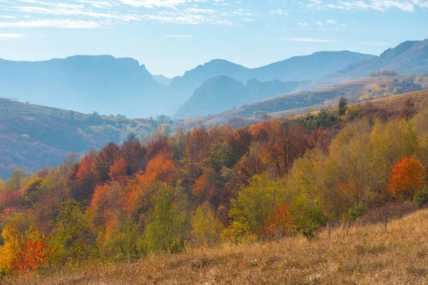 森林里有秋天树木的雄伟景色 丰富多彩的秋天在特兰西瓦尼亚 罗马尼亚 — 图库照片