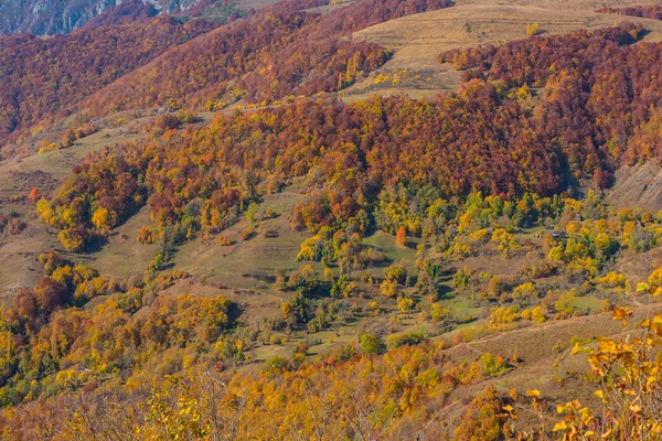 Paysage Automne Avec Des Arbres Colorés Chute Dans Les Carpaïens — Photo