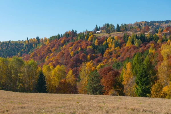 秋天乡村全景山 森林与五颜六色的树叶 特兰西瓦尼亚 罗马尼亚 — 图库照片