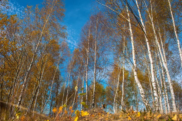 Sarı Huş Ağaçları Sonbaharda Grubudur Transilvanya Romanya — Stok fotoğraf