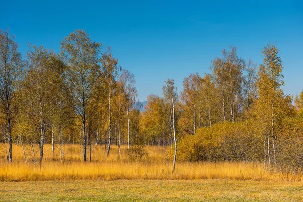 Scena Autunnale Nelle Alpi Della Transilvania Romania Foresta Fogliare Colorata — Foto Stock