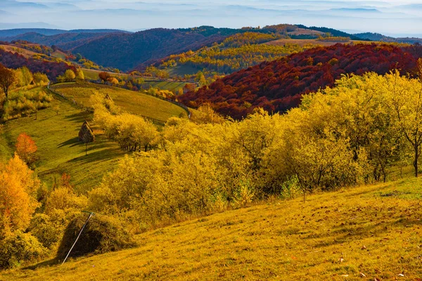 Majestätiska Landskap Med Höstens Träd Skogen Färgglad Höst Transsylvanien Rumänien — Stockfoto