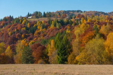 Görkemli manzara orman sonbahar ağaçları ile. Renkli sonbahar Transilvanya, Romanya