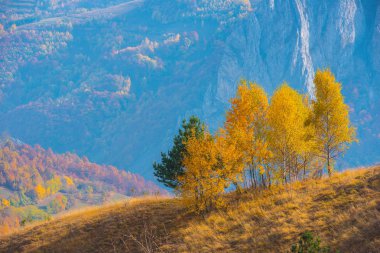 Sonbaharda Sarı huş ağaçları ile kırsal manzara. Transilvanya, Romanya