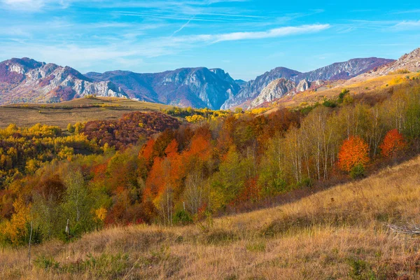 Otoño Transilvania Bosque Follaje Colorido Las Montañas Rumania — Foto de Stock