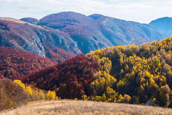 Majestatyczny Krajobraz Jesiennych Drzew Lesie Colorful Upadek Regionie Transylwania Rumunia — Zdjęcie stockowe