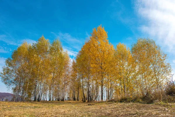 Fogliame Giallo Dorato Betulle Autunno Transilvania Romania — Foto Stock