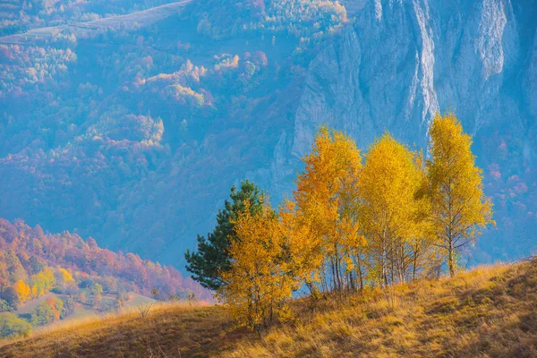 Gruppe Gelber Birken Herbst Transsilvanien Rumänien — Stockfoto