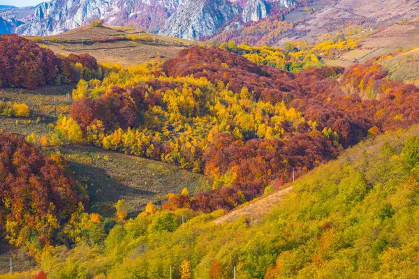 森の紅葉と雄大な風景 ルーマニア トランシルバニアのカラフルな秋 — ストック写真