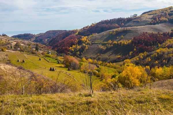 Landskap Pulserande Höstlig Fjällskog Transsylvanien Rumänien — Stockfoto