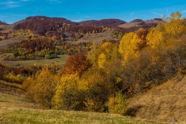 在特兰西瓦尼亚的秋天 罗马尼亚山上五颜六色的树叶林 — 图库照片