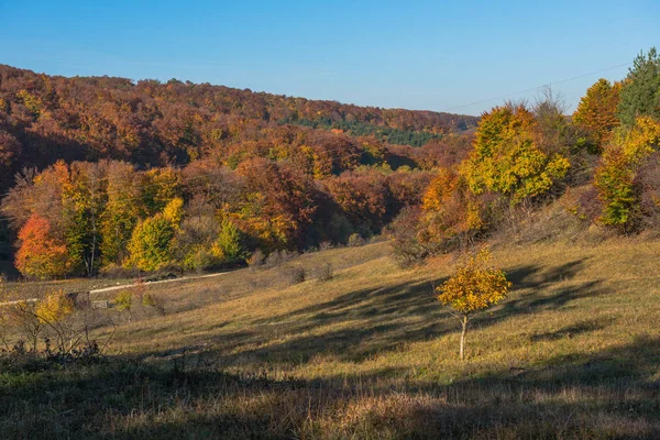 Höstlandskap Med Färgglada Träd Falla Carpathains Rumänien — Stockfoto