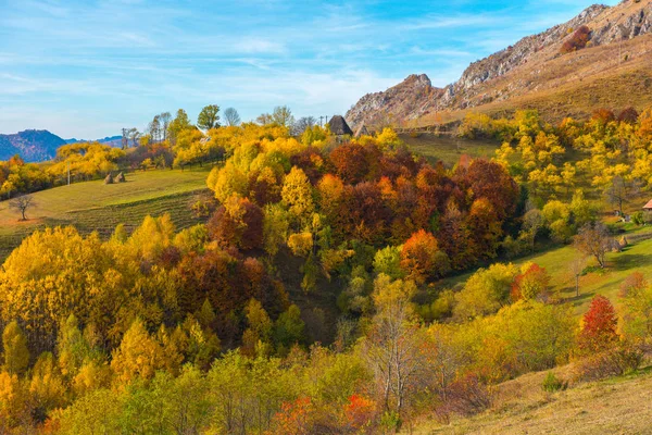 Majestatyczny Krajobraz Jesiennych Drzew Lesie Colorful Upadek Regionie Transylwania Rumunia — Zdjęcie stockowe