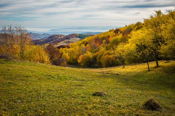 Пейзаж Оживленного Осеннего Горного Леса Трансильвания Румыния — стоковое фото