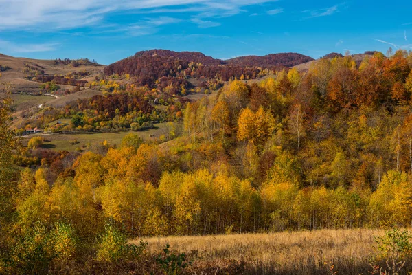 Görkemli Manzara Orman Sonbahar Ağaçları Ile Renkli Sonbahar Transilvanya Romanya — Stok fotoğraf