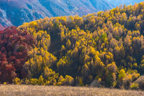 Autunno Transilvania Foresta Fogliare Colorata Montagna Romania — Foto Stock