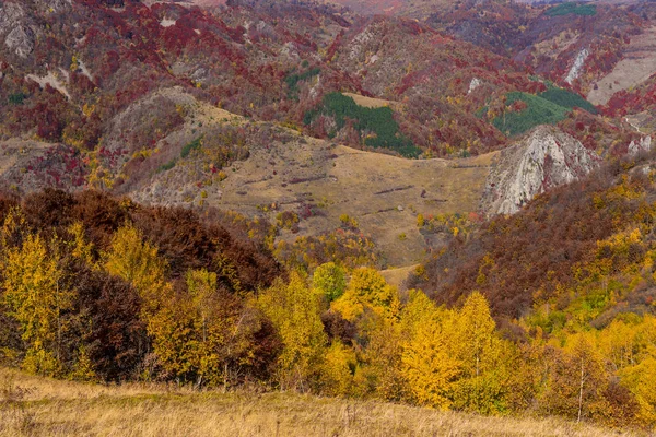 カラフルな木々 の秋の風景 Carpathains ルーマニアに落ちる — ストック写真