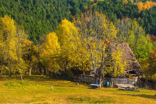 Величественный Пейзаж Осенними Деревьями Лесу Колоритное Падение Трансильвании Румыния — стоковое фото