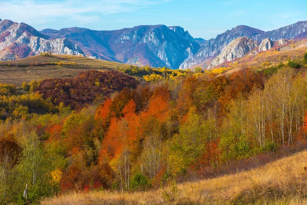 鮮やかな紅葉の山の森林の風景です ルーマニア トランシルヴァニア — ストック写真