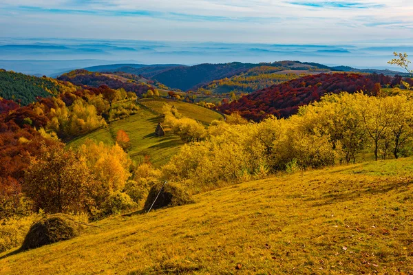 Landskap Pulserande Höstlig Fjällskog Transsylvanien Rumänien — Stockfoto