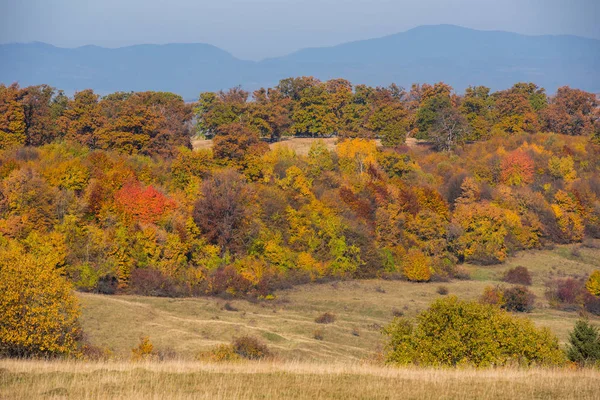 숲에서가의 나무와 장엄한 풍경입니다 다채로운가 루마니아 — 스톡 사진