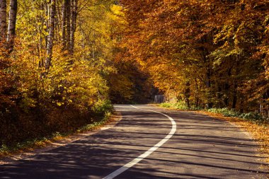 Sonbaharda yaprakların olduğu ormandan geçen boş bir yol.