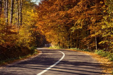 Sonbaharda yaprakların olduğu ormandan geçen boş bir yol.