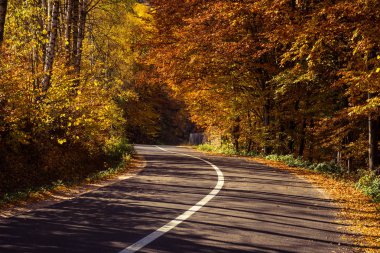 Sonbaharda yaprakların olduğu ormandan geçen boş bir yol.