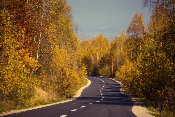 秋天穿过落叶森林的空旷道路 — 图库照片