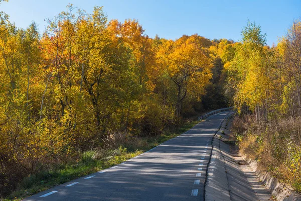 Empty road leading through fall foliage forest in the autumn
