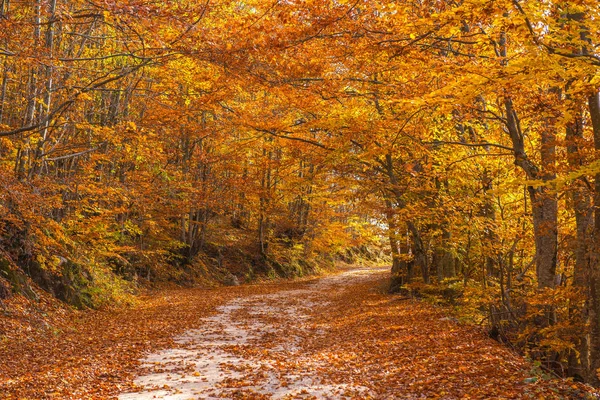 秋の紅葉の森を抜ける空の道 — ストック写真