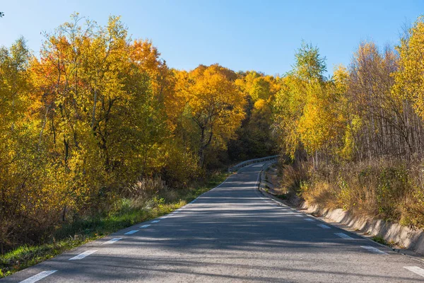 Empty road leading through fall foliage forest in the autumn