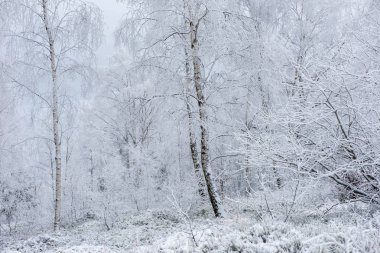 Kış ağaçlar hoarfrost, in rime'ı ve kar ile kaplı