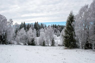 İlk kar ormanın içinde. İn rime'ı ve doğa, ağaçlar ve bitkiler kapsayan hoarfrost