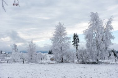 İlk kar ormanın içinde. İn rime'ı ve doğa, ağaçlar ve bitkiler kapsayan hoarfrost