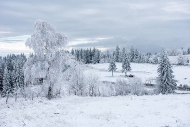 İlk kar ormanın içinde. İn rime'ı ve doğa, ağaçlar ve bitkiler kapsayan hoarfrost