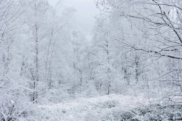 Kış Ağaçlar Hoarfrost Rime Kar Ile Kaplı — Stok fotoğraf