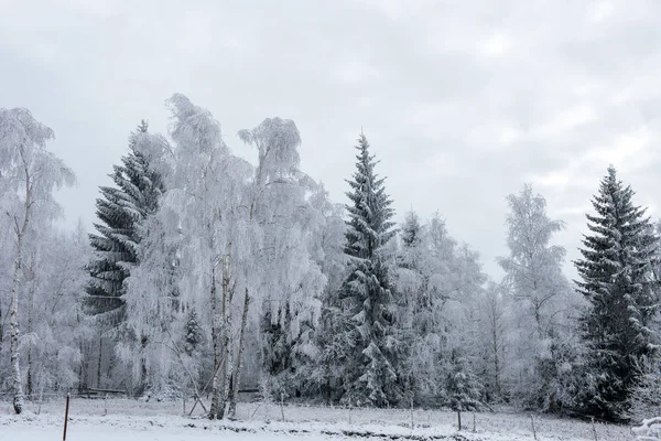 Première Neige Dans Forêt Rime Givre Recouvrant Nature Les Arbres — Photo