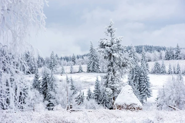 Primera Nieve Bosque Rimas Heladas Que Cubren Naturaleza Los Árboles — Foto de Stock