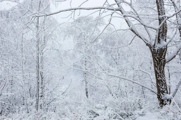 冬天的树木覆盖着霜 霜和雪 — 图库照片